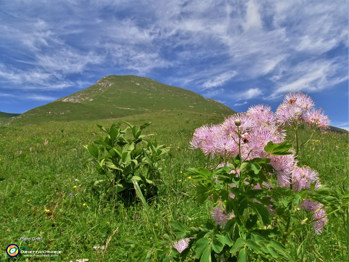 35 Thalictrum aquilegiifolium (Pigamo colombino) con vista in Vindiolo.JPG